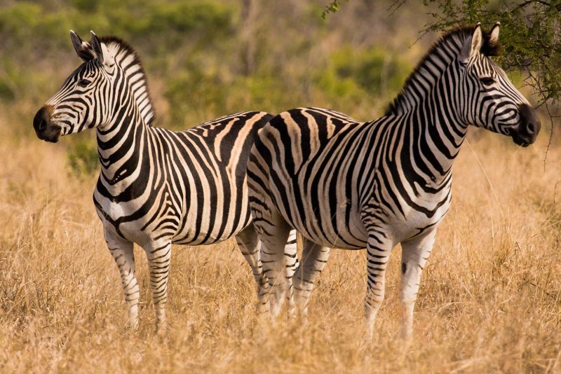 Лань как Зебра