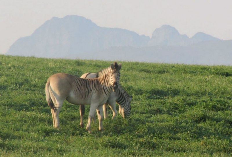 Квагга Генри