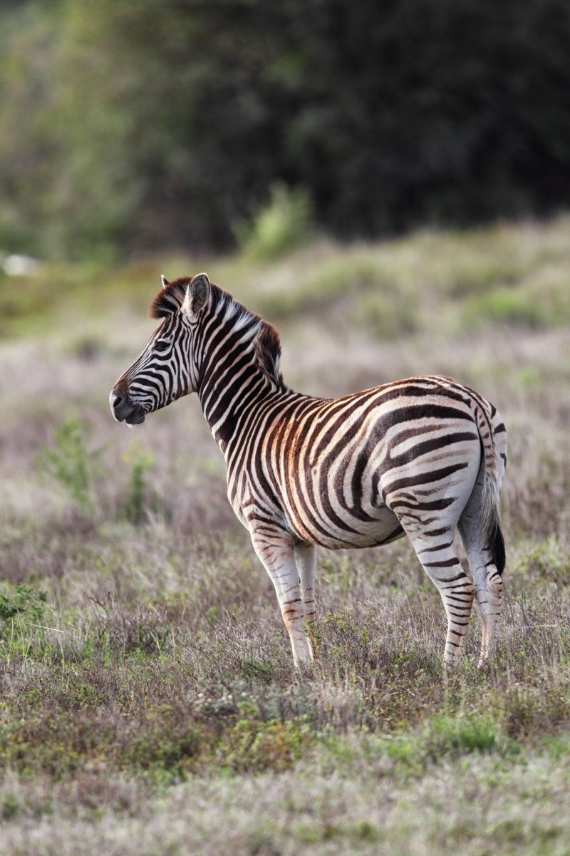 Уничтоженная Степная Зебра