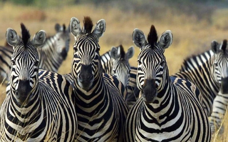 Степная Зебра обитавшая в ЮАР