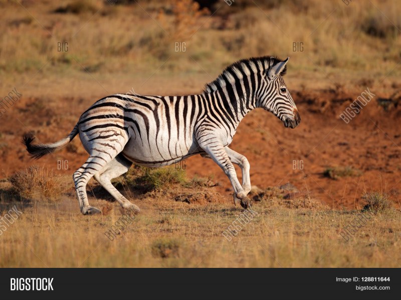 Горная Зебра Equus Zebra