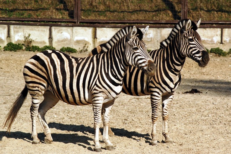 Бурчеллова Зебра следы