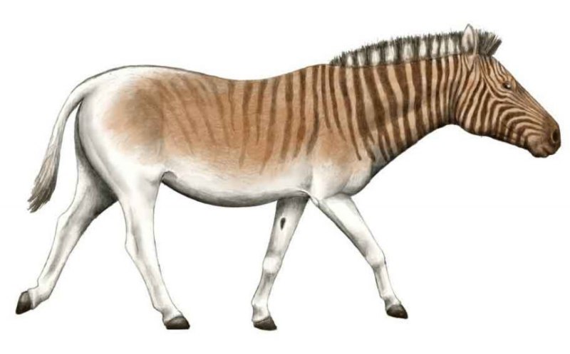 Зебра квагга