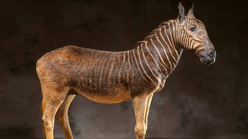 Квагга ареал