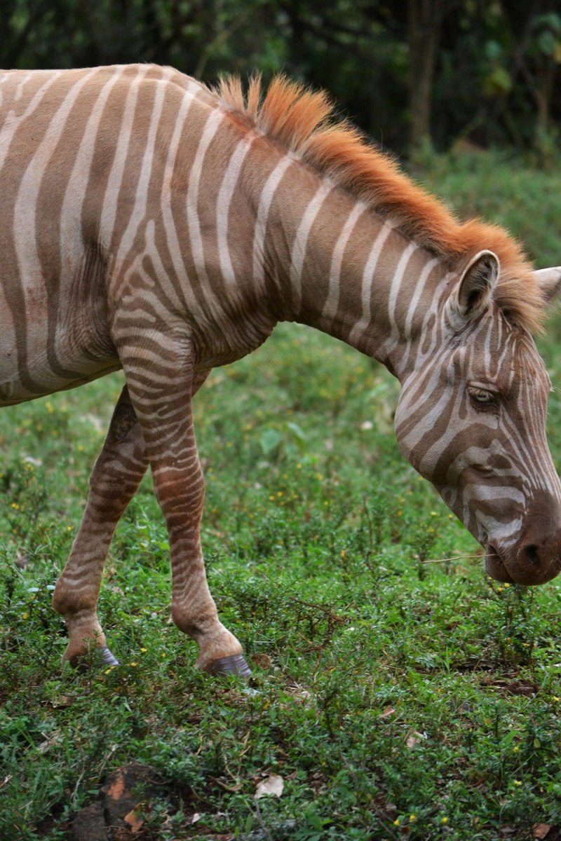 Зебра Чапмана (Equus burchelli chapmani)