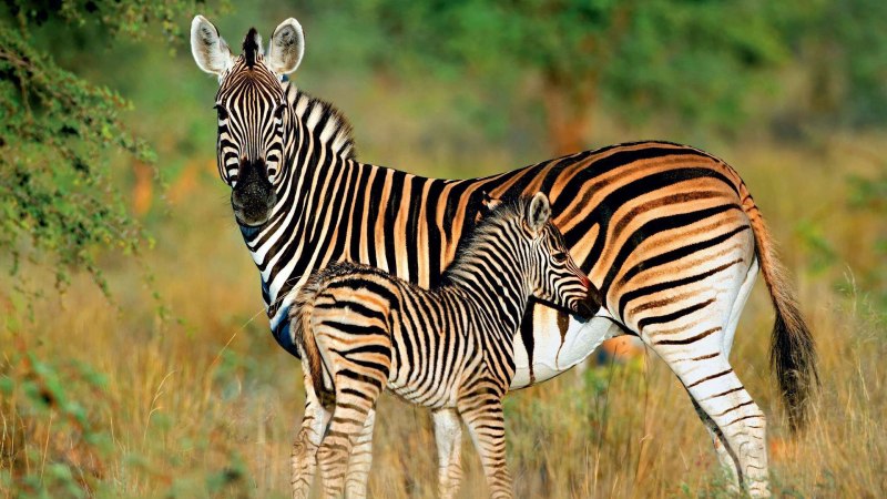 Смилодон из квагга