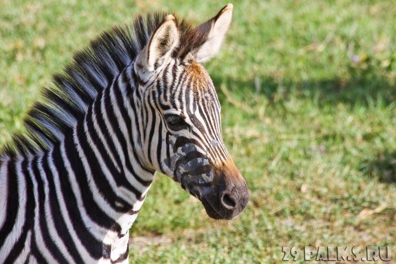 Зебры носороги Африка