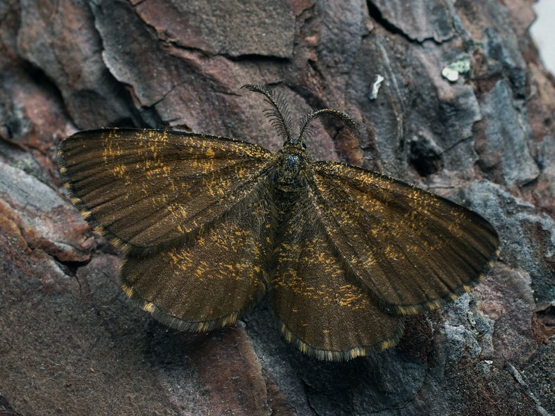 Гусеница березовой пяденицы