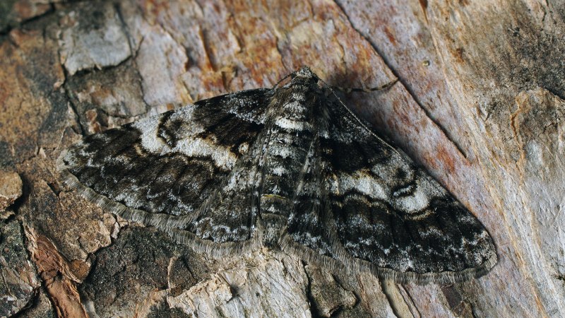 Пяденица белая