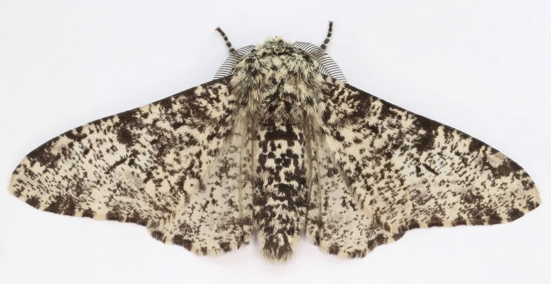 Березовую пяденицы (Biston betularia)