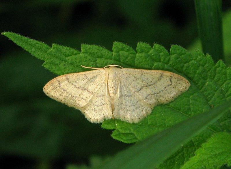 Бабочка Пяденица цидария