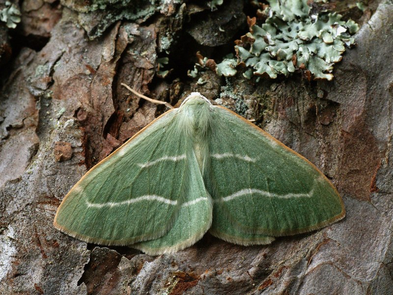 Пяденица бледная