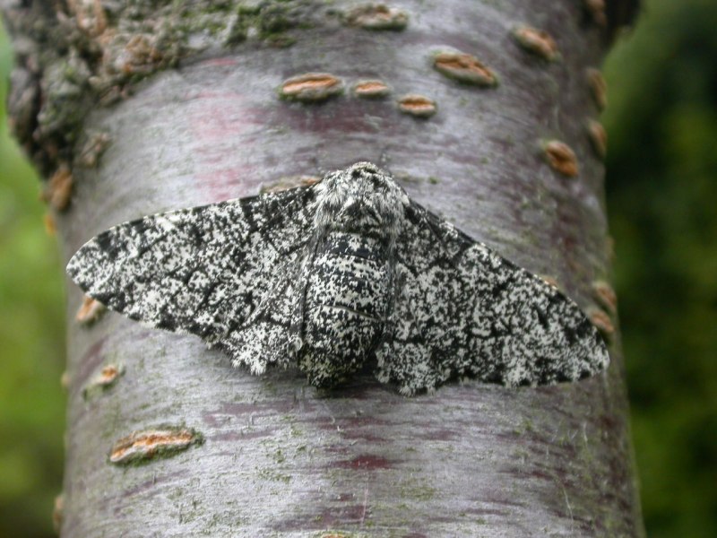 Бабочка Березовая Пяденица