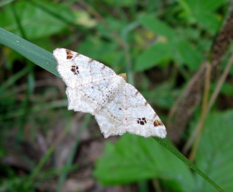 Бабочка Березовая Пяденица