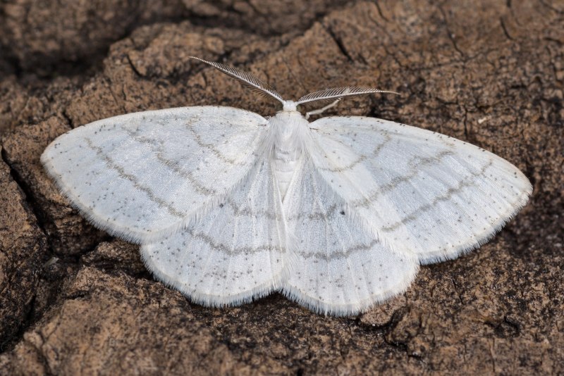 Бабочка Березовая Пяденица белая