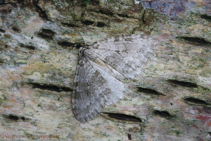 Бабочка зеленая Пяденица