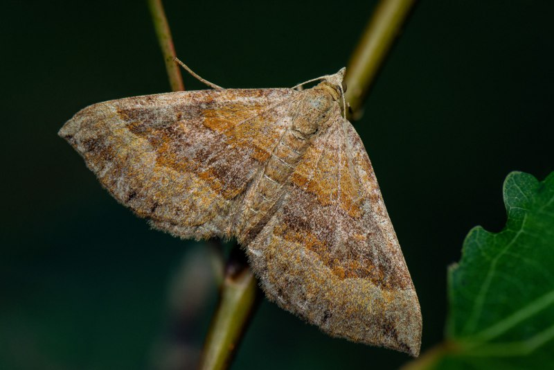 Меланизм березовой пяденицы