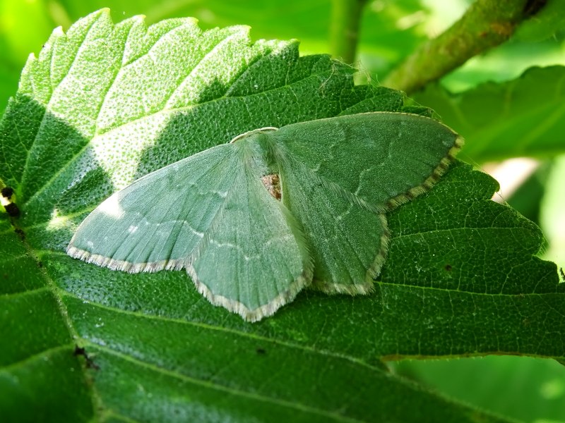 Весенние пяденицы
