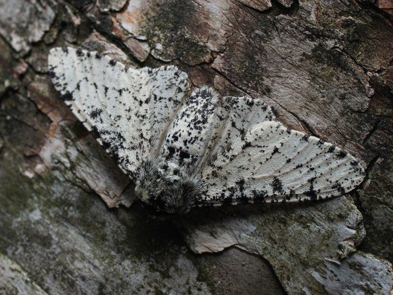 Березовую пяденицы (Biston betularia)