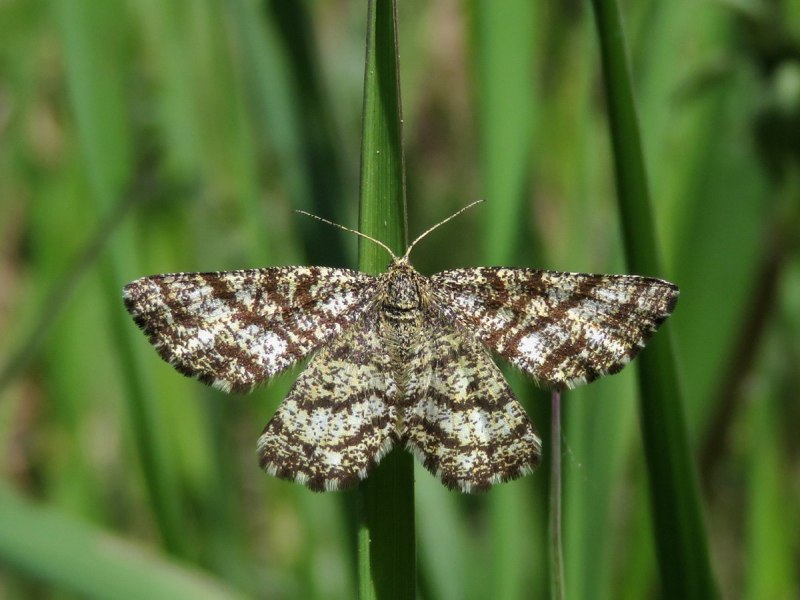 Пяденица дымчатая Березовая гусеница