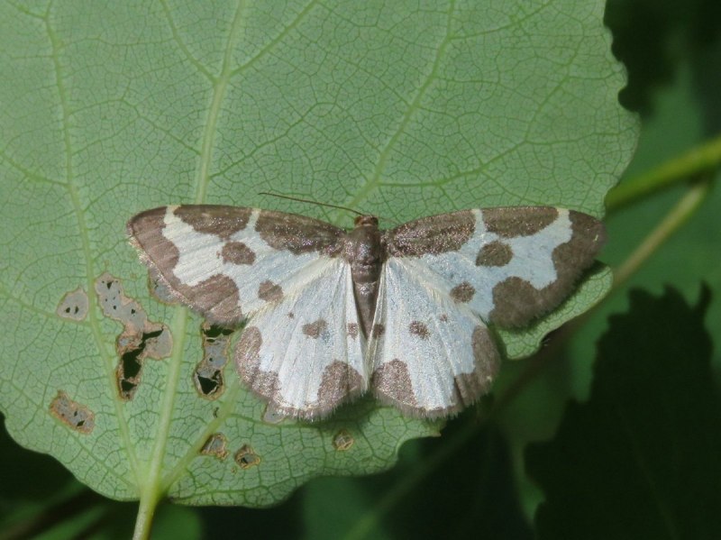 Ильмовая Пяденица