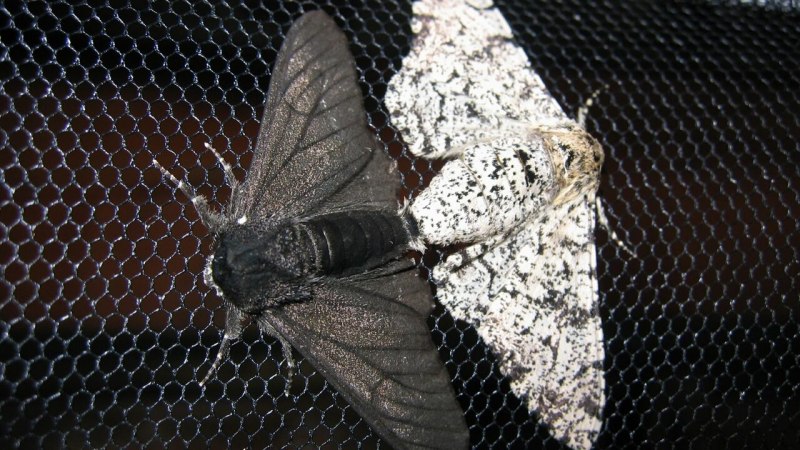 Гусеница бабочки берёзовой пяденицы