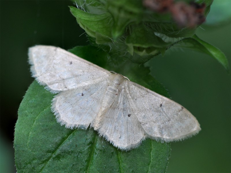 Пяденица щавелевая