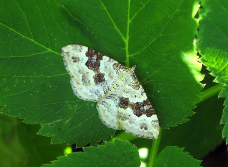 Пяденица белая