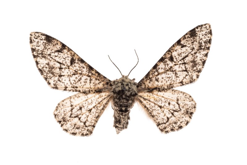 Березовая Пяденица рисунок