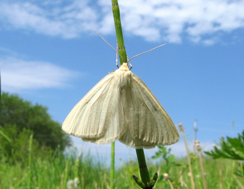Меланизм березовой пяденицы