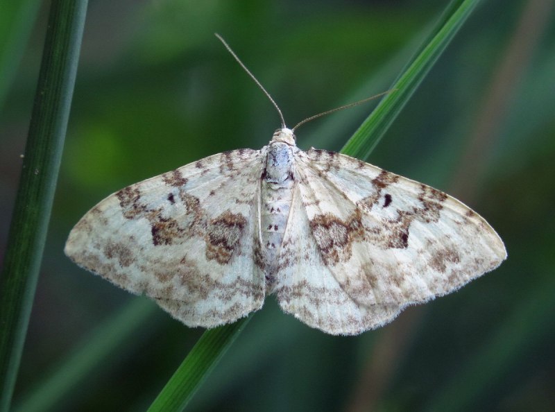 Пяденица Вересковая Ematurga atomaria