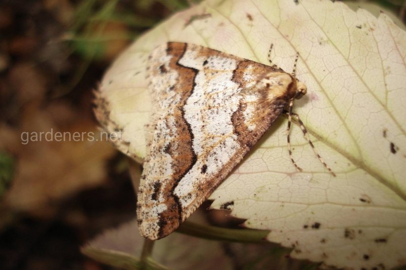 Пихтовая Пяденица