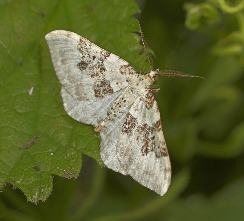 Бабочка щавелевая Пяденица