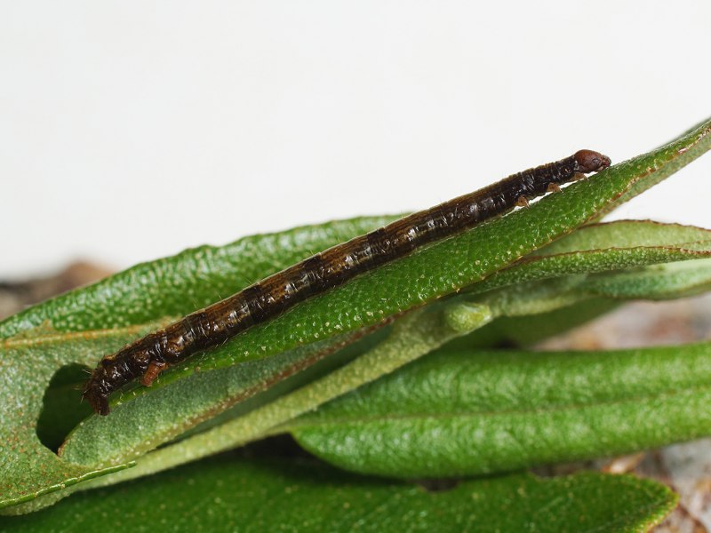 Зеленоватая лопастная Пяденица личинки