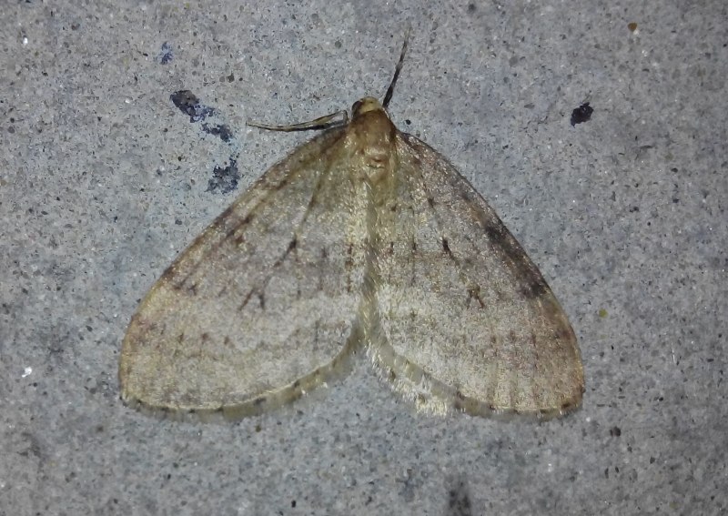 Scopula Пяденица