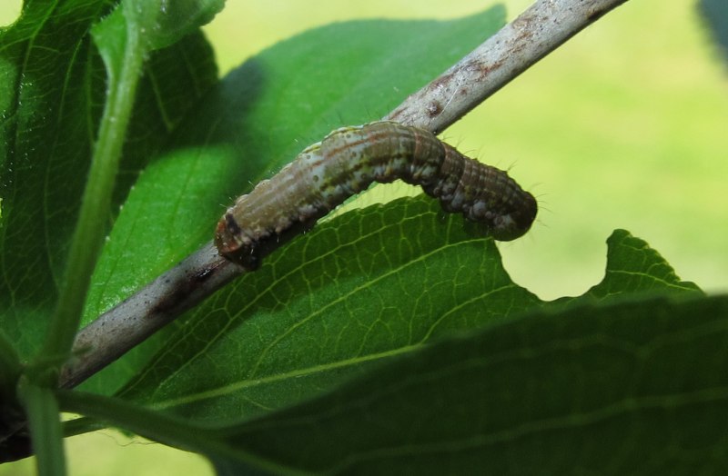 Сосновая Пяденица куколка у можжевельника фото