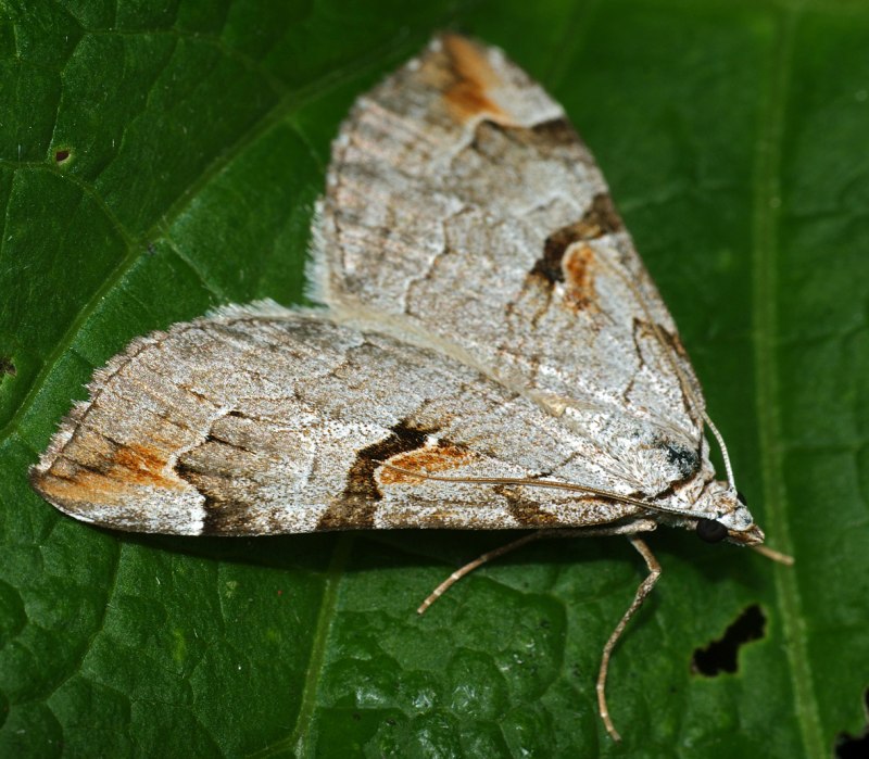 Березовая Пяденица мотылек