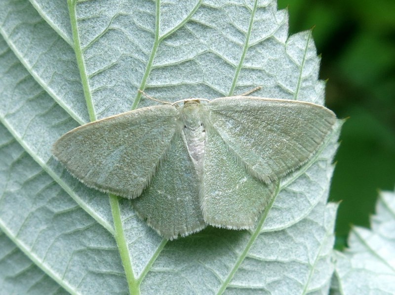 Пяденица зеленая гусеница