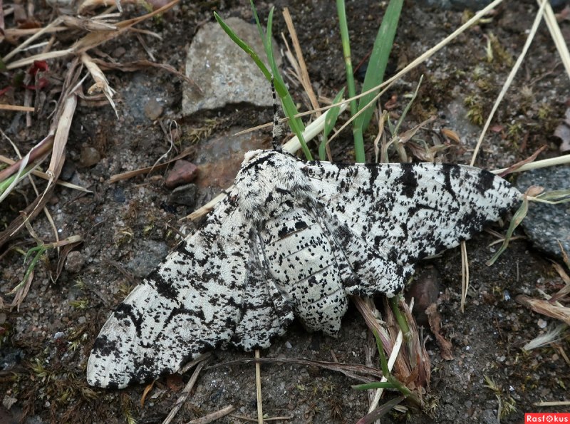 Березовая Пяденица фото