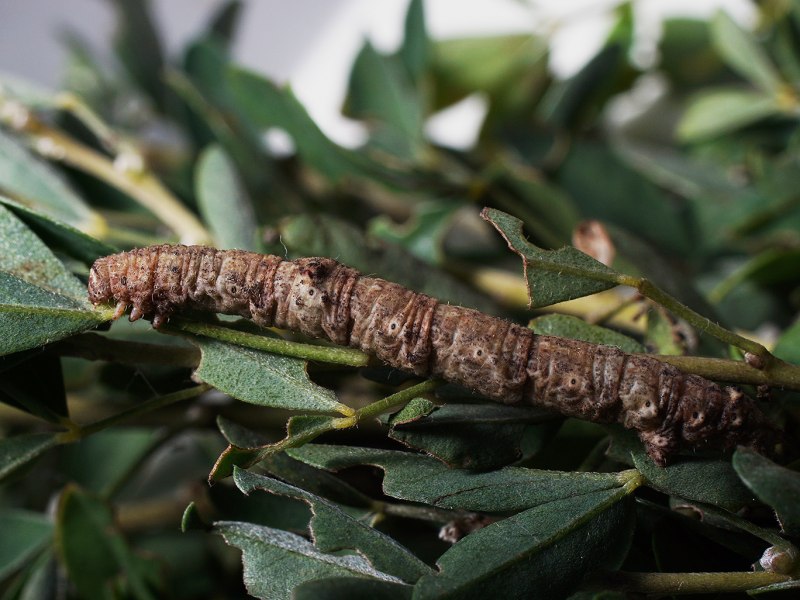 Березовая Пяденица движущий отбор