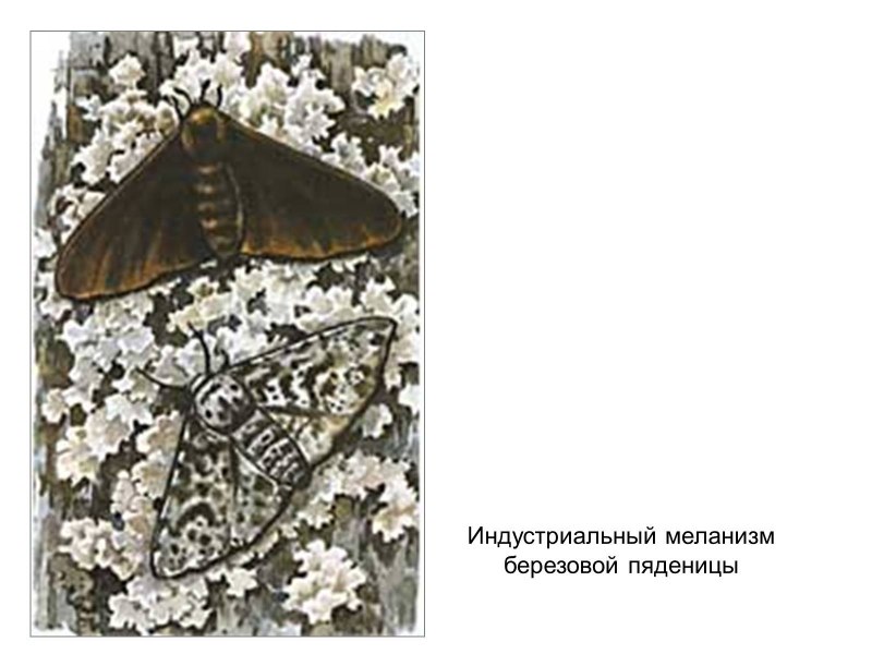 Бабочка зеленая Пяденица