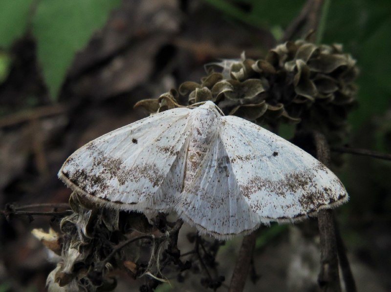 Цельнокрайняя Березовая Пяденица