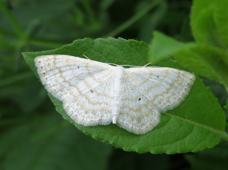 Бабочка Пяденица решётчатая