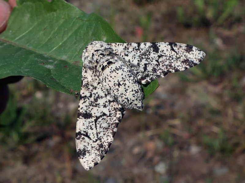 Пяденица дубовая