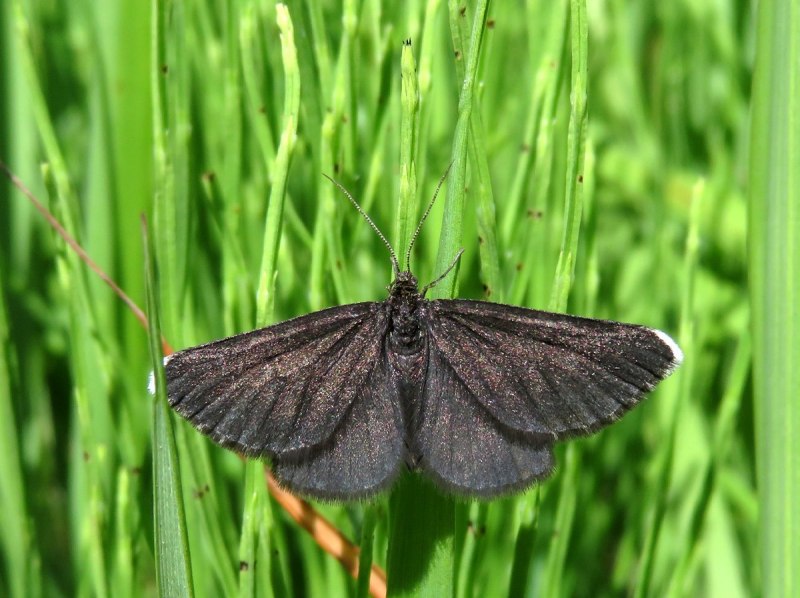Пяденица зеленая гусеница