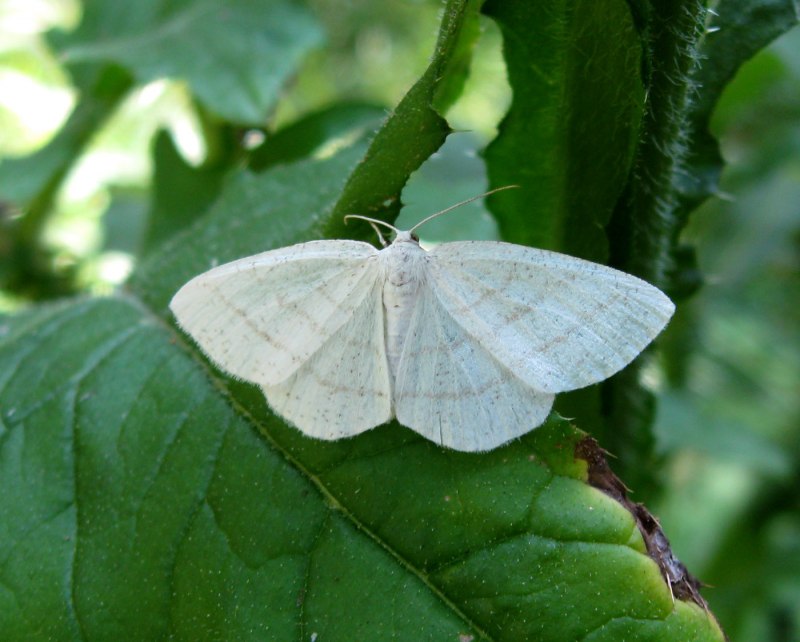 Пяденица бледная