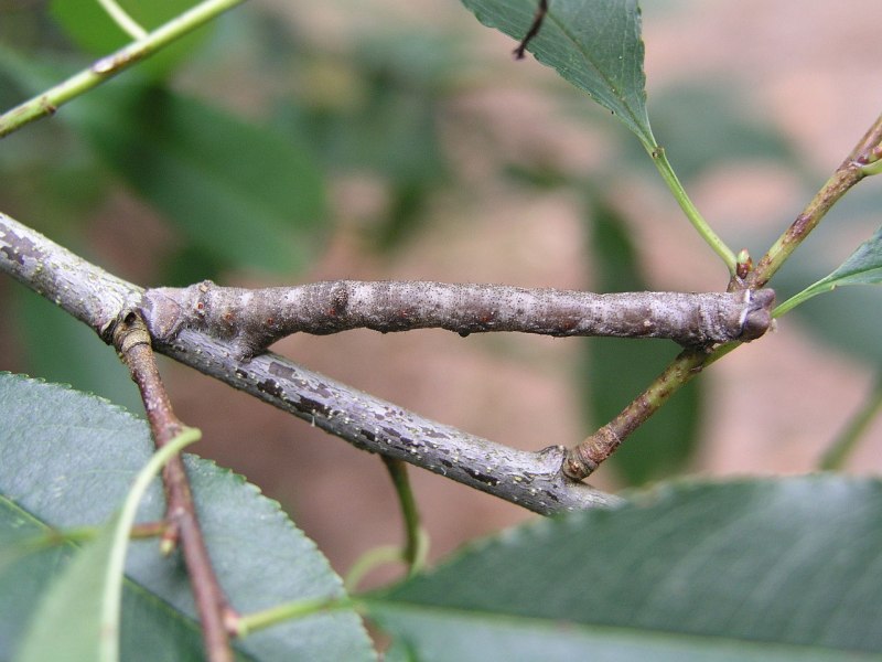 Пяденица белая