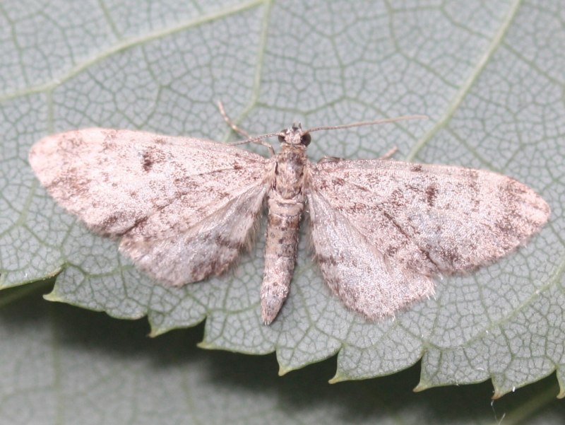 Личинки пяденицы березовой