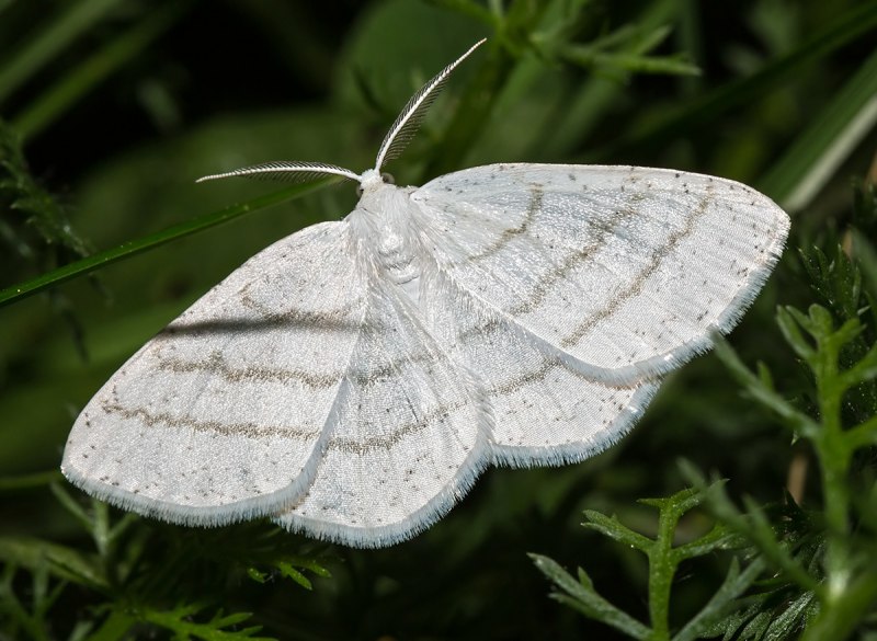 Пяденица Лесная щавелевая