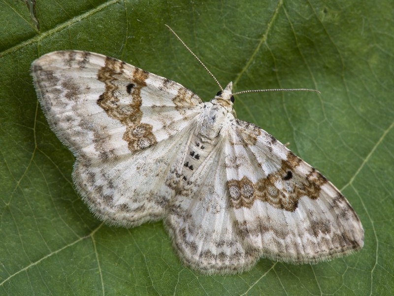 Пяденица Вересковая